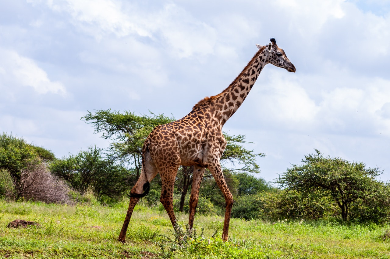 Советы туристам при посещении Кении